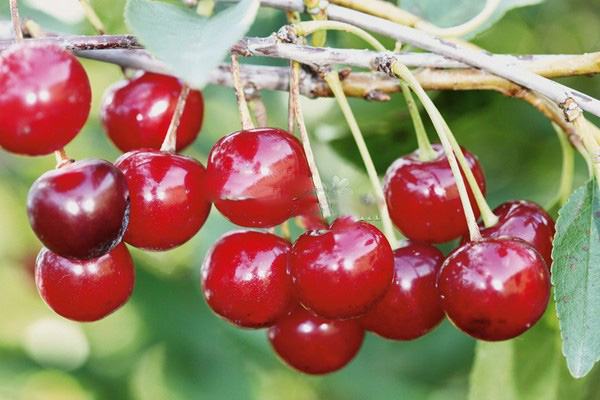 Las mejores variedades de cereza - descripción con foto