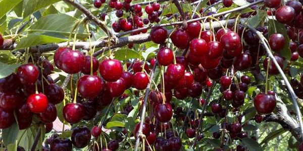 Las mejores variedades de cereza - descripción con foto