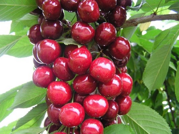 Las mejores variedades de cereza - descripción con foto