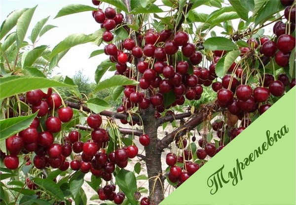 Las mejores variedades de cereza - descripción con foto