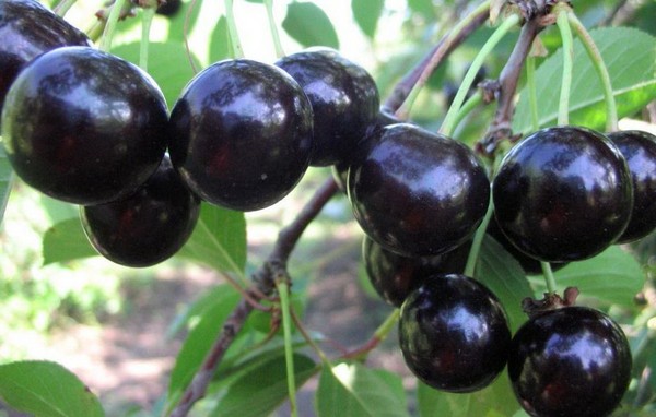 Las mejores variedades de cereza - descripción con foto