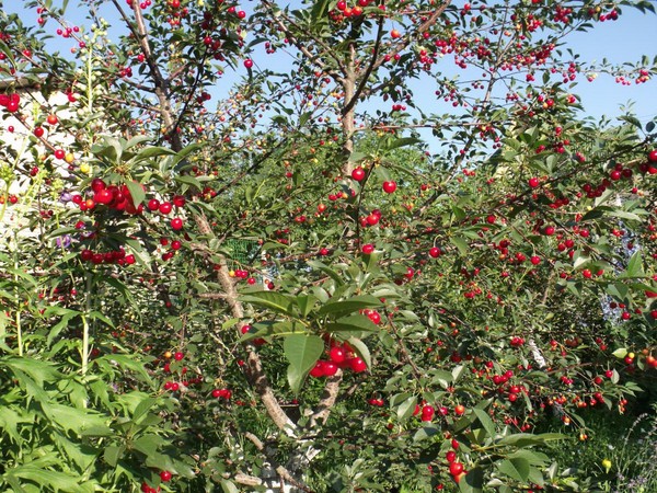 Las mejores variedades de cereza - descripción con foto