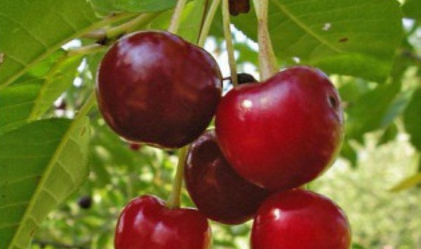Las mejores variedades de cereza - descripción con foto