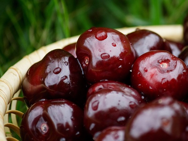 Las mejores variedades de cereza - descripción con foto