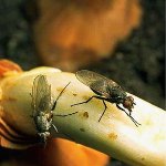 Mosca de cebolla Mosca de cebolla