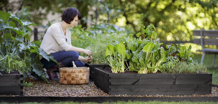 Calendario lunar del jardinero 2015 año