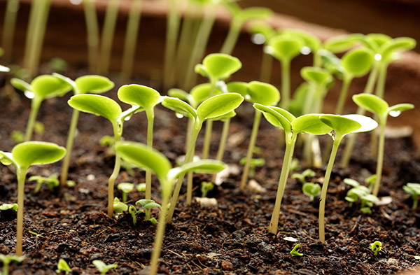 Calendario de siembra lunar para enero de 2017 en la mesa para jardineros y camioneros. Días de siembra favorables para tomates (tomates) para plántulas lunares-2017