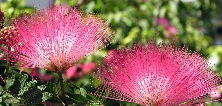 Mimosa tímida: las características de la atención Mimosa tímida: las características de la atención