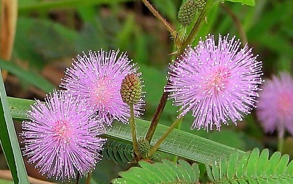 Mimosa tímida: las características de la atención Mimosa tímida: las características de la atención