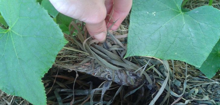 ¿Qué es mulching hierba?