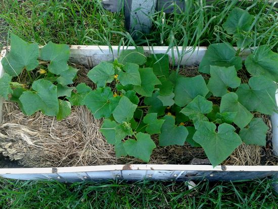 ¿Qué es mulching hierba?
