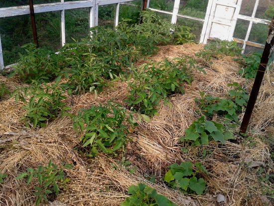 ¿Qué es mulching hierba?