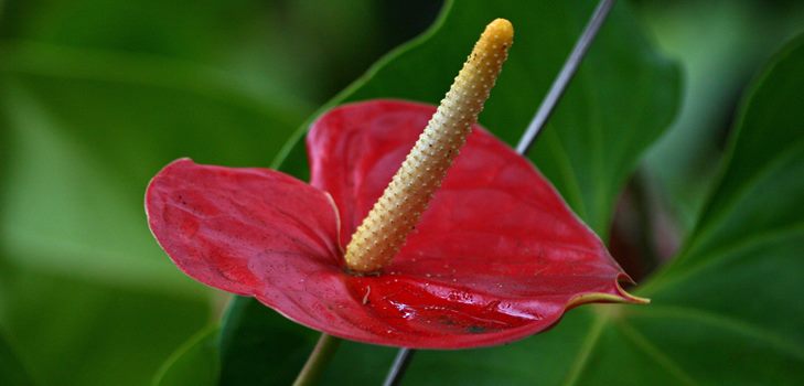 Flor de anturio: el cuidado y la reproducción en el hogar