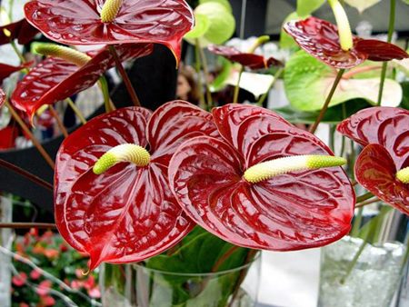 Anthurium: cuidado en el hogar Anthurium: cuidado en el hogar