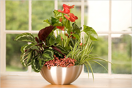 Trasplante de Anthurium Trasplante de Anthurium