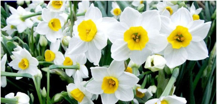 flor de narciso