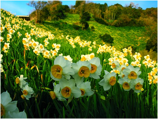 Narciso