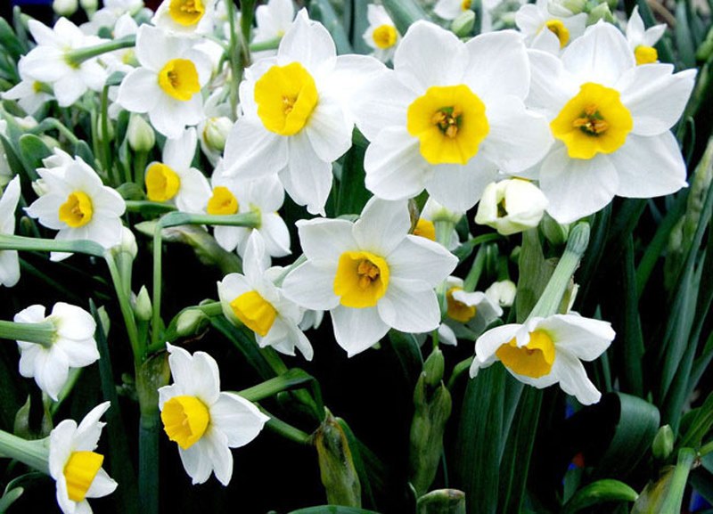hermosos narcisos