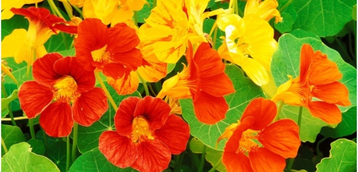 hermosas flores
