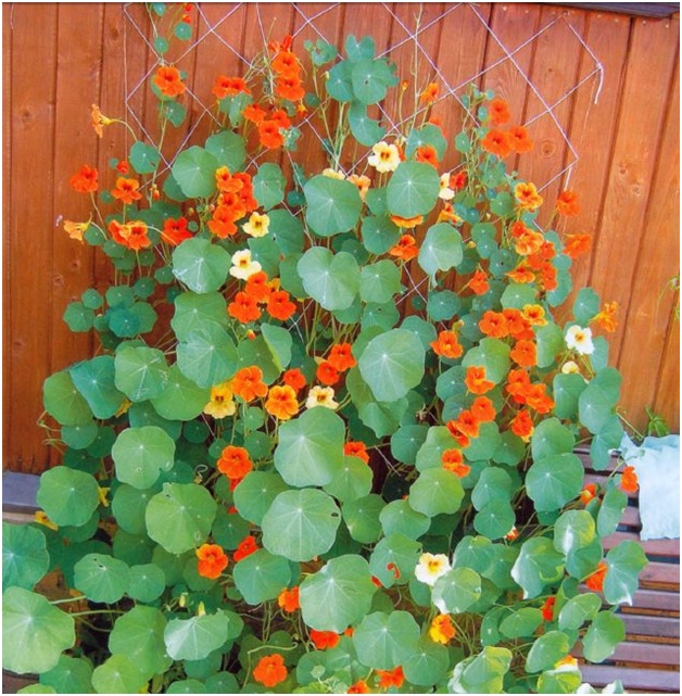 flores junto a la valla