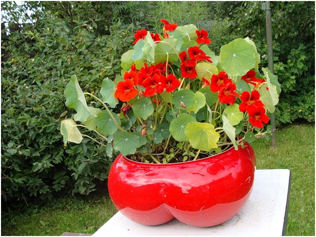 maceta de flores