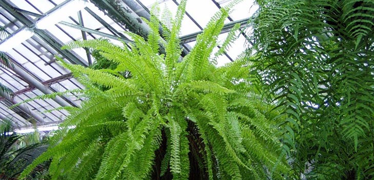 Nephrolepis - encantador helecho casero