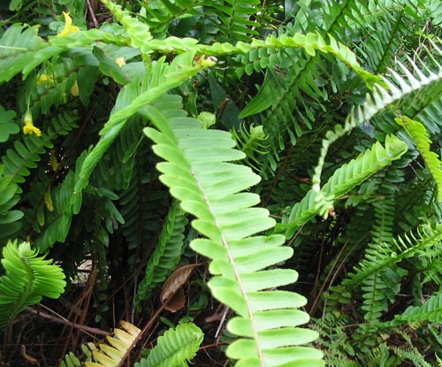 Nephrolepis: cuidado en el hogar