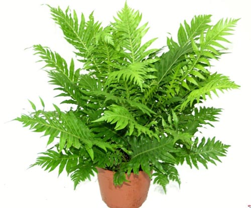 Nephrolepis. Reproducción