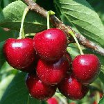 Poda de cereza dulce