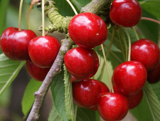 Poda de cereza dulce