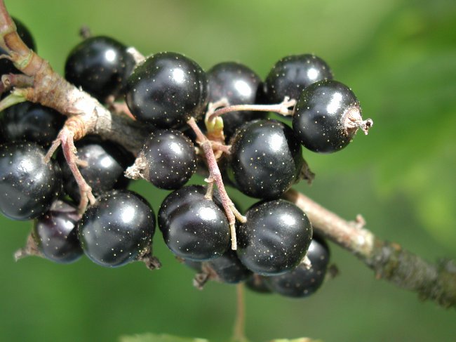 Corte de grosella: grosella negra