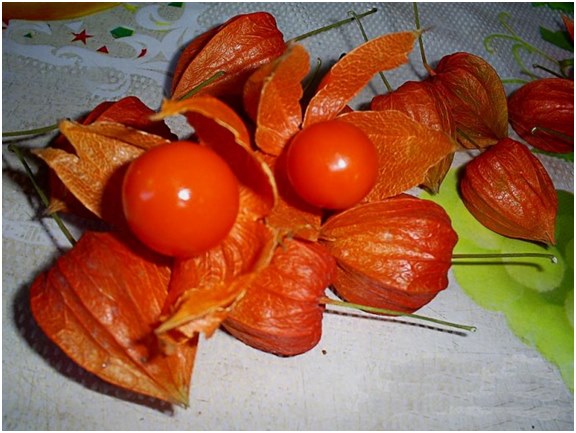 bayas de physalis