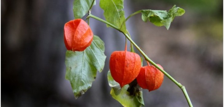 planta physalis