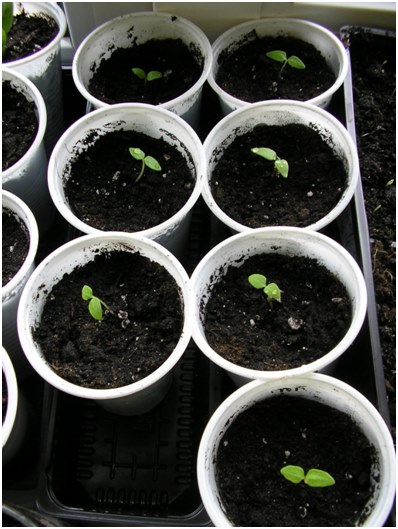 macetas con plantas de semillero
