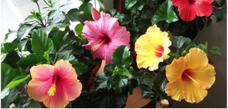 flor de hibisco