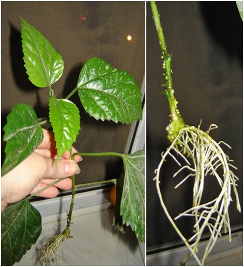 raíces de hibisco