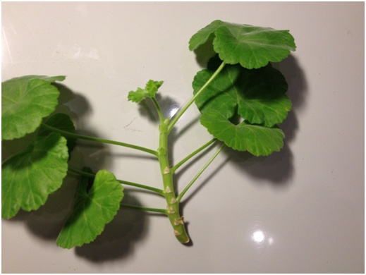 Tallo de Pelargonium