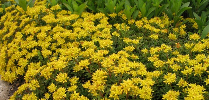 ¡Limpieza, sedum, hierba de liebre! Cultivo de suculentas en el macizo de flores y en el alféizar de la ventana