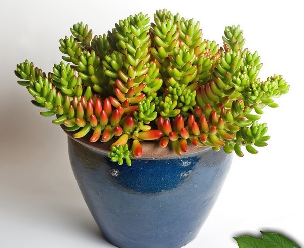 ¡Limpieza, sedum, hierba de liebre! Cultivo de suculentas en el macizo de flores y en el alféizar de la ventana