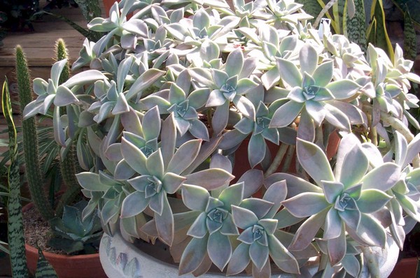 ¡Limpieza, sedum, hierba de liebre! Cultivo de suculentas en el macizo de flores y en el alféizar de la ventana