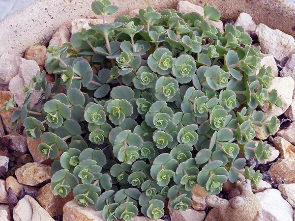 ¡Limpieza, sedum, hierba de liebre! Cultivo de suculentas en el macizo de flores y en el alféizar de la ventana