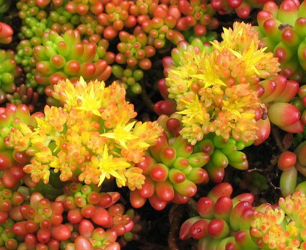 ¡Limpieza, sedum, hierba de liebre! Cultivo de suculentas en el macizo de flores y en el alféizar de la ventana