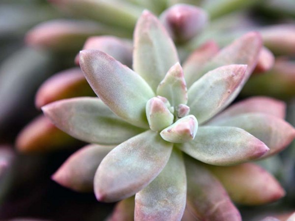 ¡Limpieza, sedum, hierba de liebre! Cultivo de suculentas en el macizo de flores y en el alféizar de la ventana