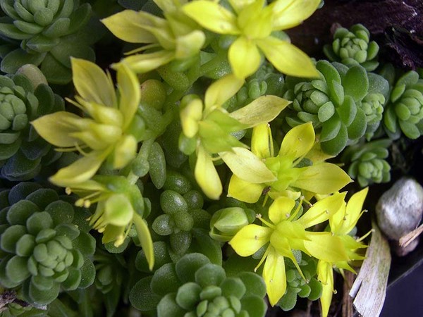¡Limpieza, sedum, hierba de liebre! Cultivo de suculentas en el macizo de flores y en el alféizar de la ventana