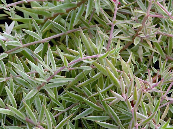 ¡Limpieza, sedum, hierba de liebre! Cultivo de suculentas en el macizo de flores y en el alféizar de la ventana