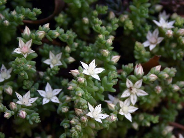 ¡Limpieza, sedum, hierba de liebre! Cultivo de suculentas en el macizo de flores y en el alféizar de la ventana