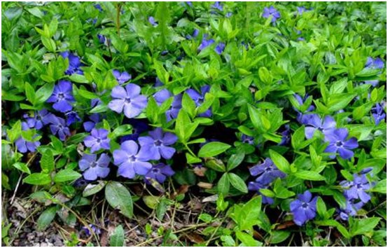 vincapervinca