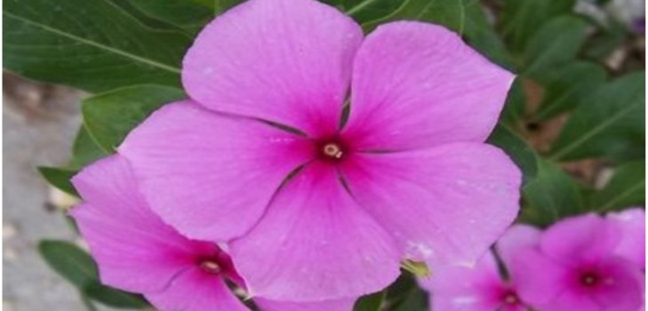 Vinca de la flor