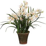 Orquídea Cymbidium: cuidado y contenido