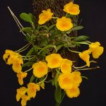 Orquídea Dendrobium